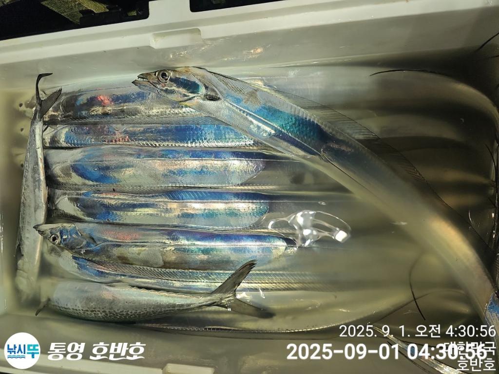 낚시뚜,갈치,통영 신전항,통영호반호,낚시뚜38