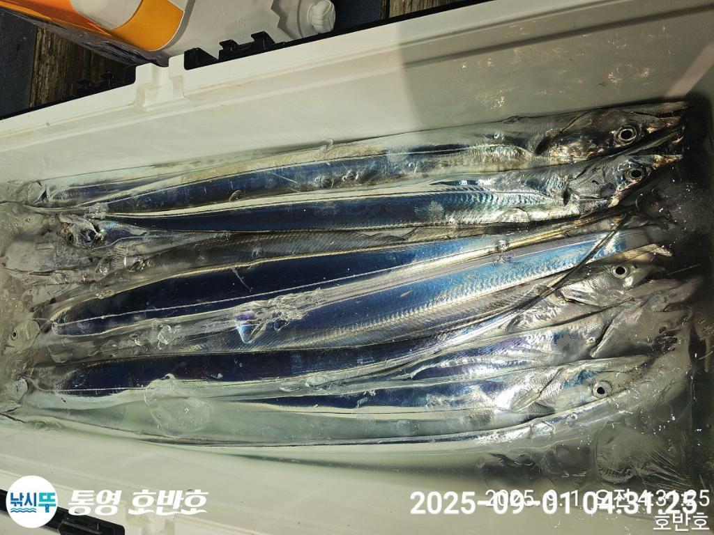 낚시뚜,갈치,통영 신전항,통영호반호,낚시뚜37