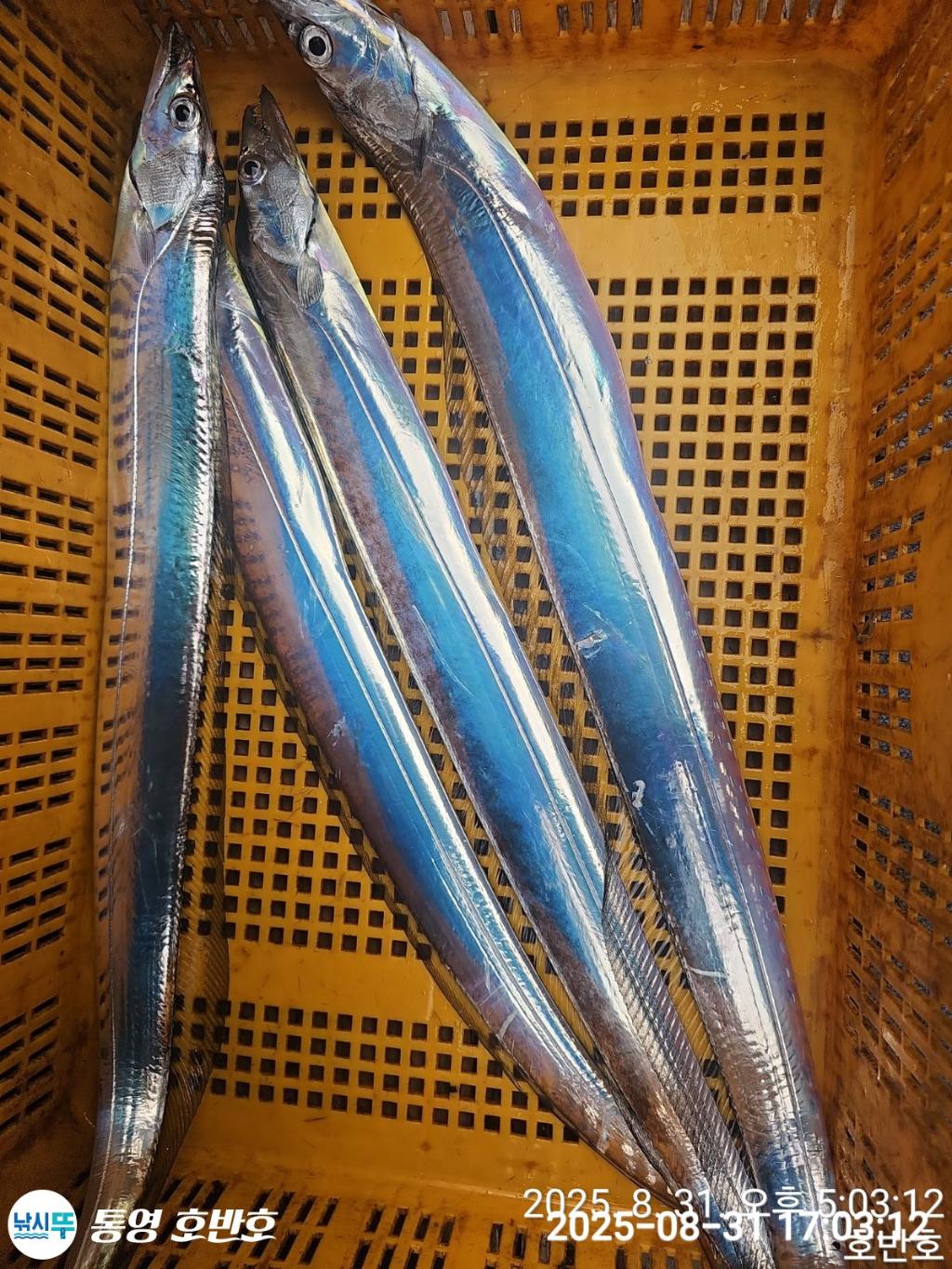 낚시뚜,갈치,통영 신전항,통영호반호,낚시뚜32