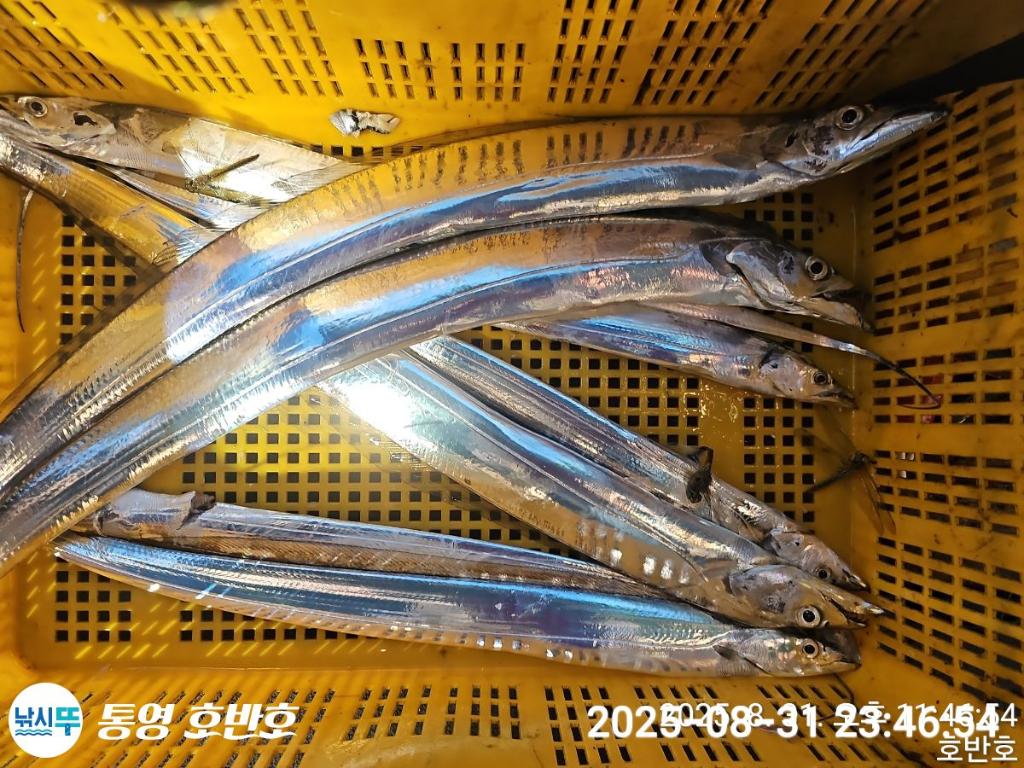 낚시뚜,갈치,통영 신전항,통영호반호,낚시뚜31