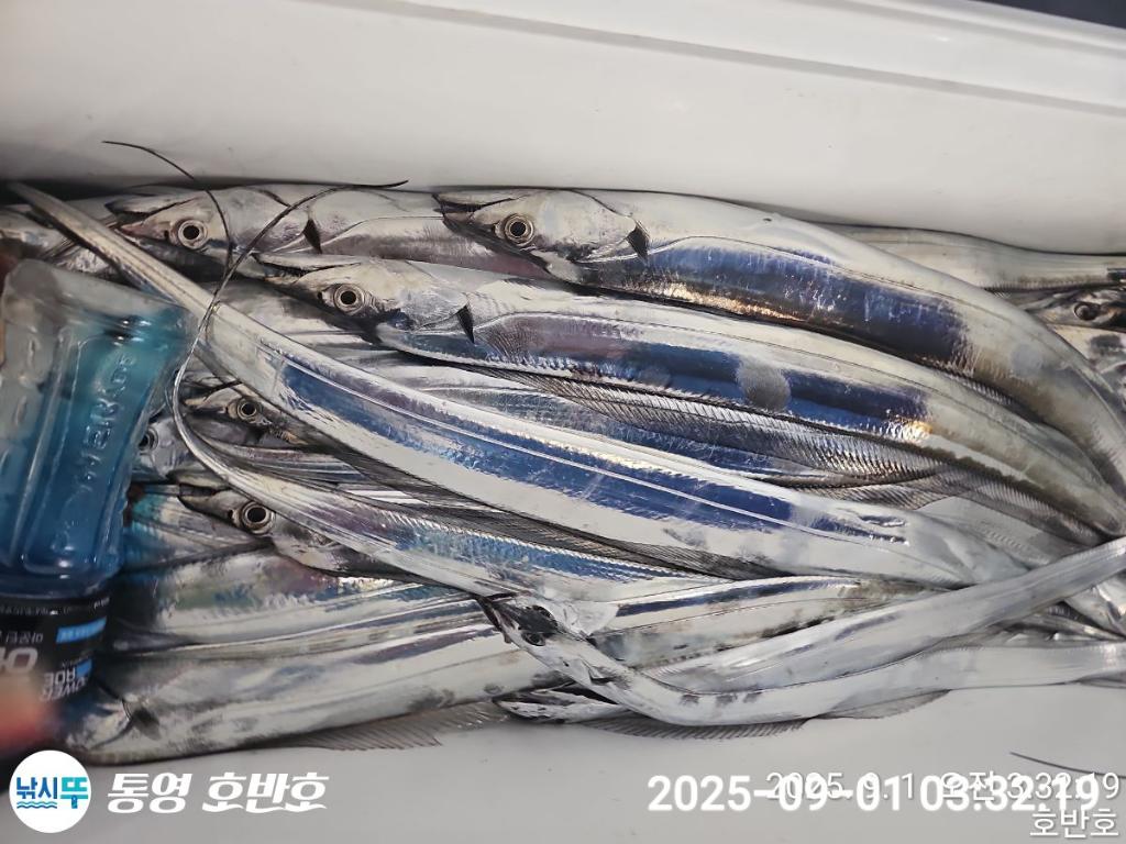 낚시뚜,갈치,통영 신전항,통영호반호,낚시뚜28
