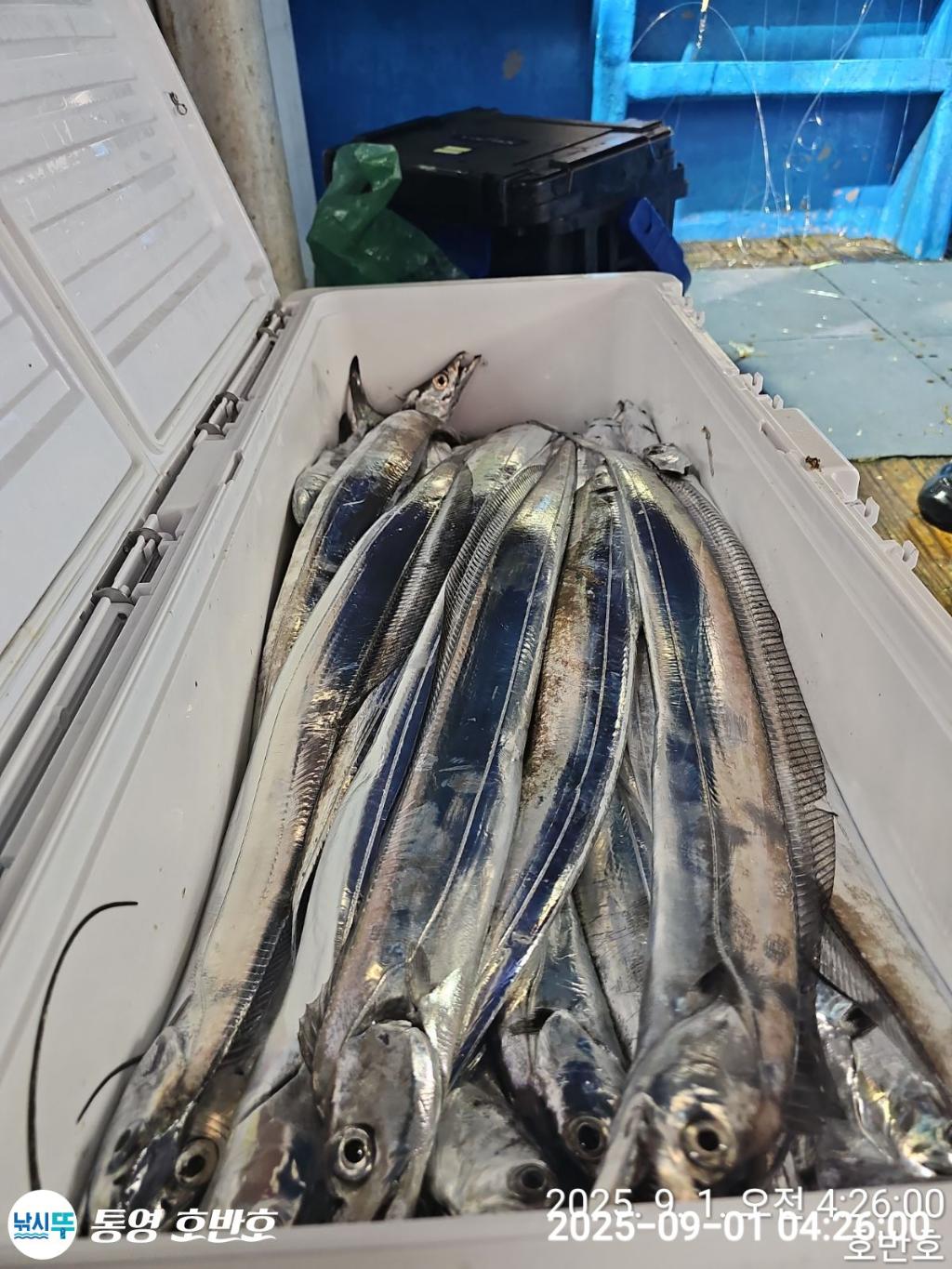낚시뚜,갈치,통영 신전항,통영호반호,낚시뚜22