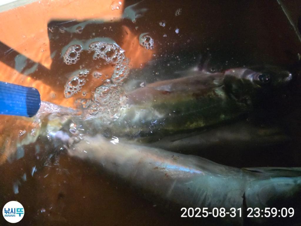 F2768663WS.jpg
