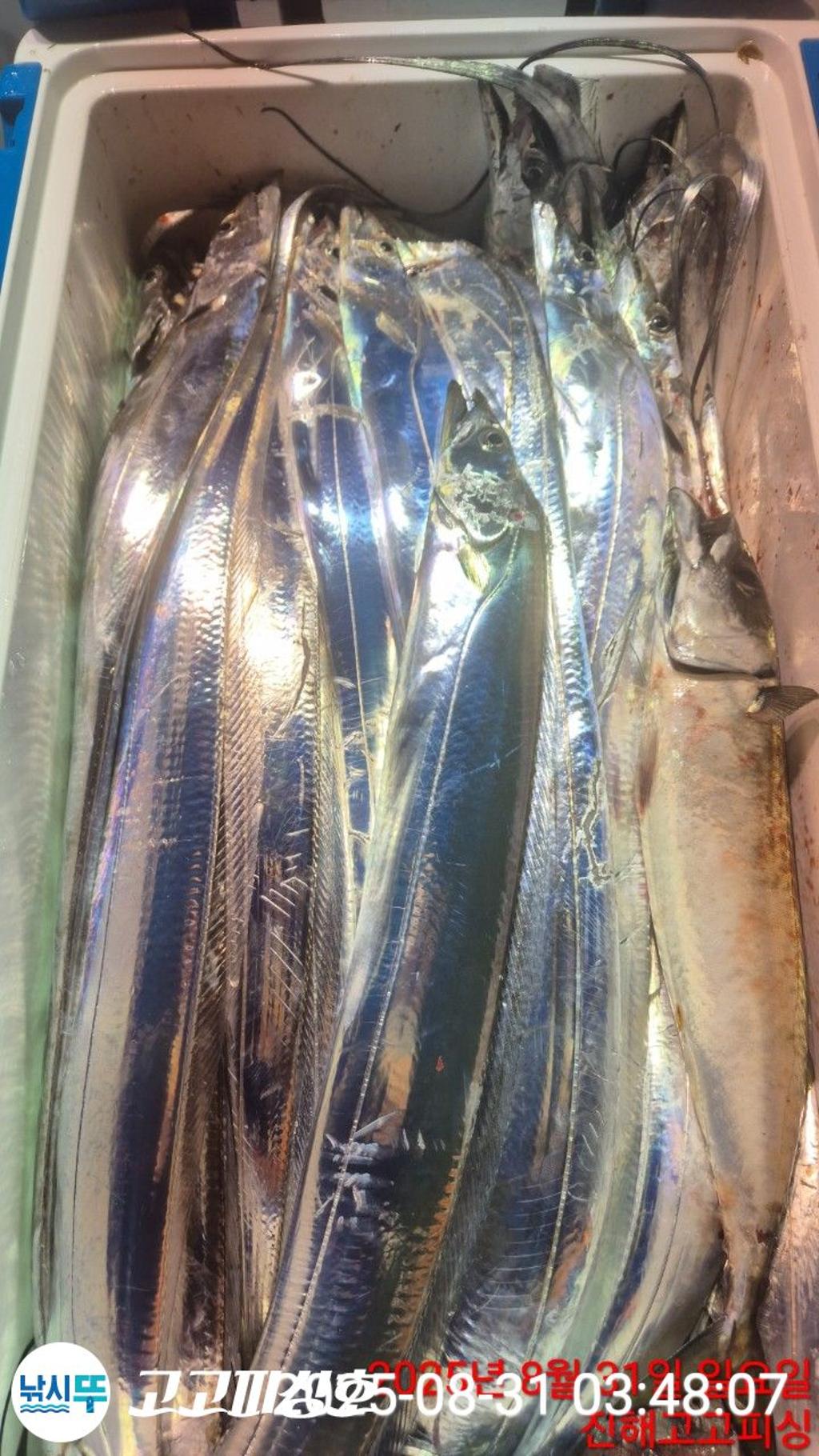 낚시뚜,,속천항(진해),고고피싱호,낚시뚜4
