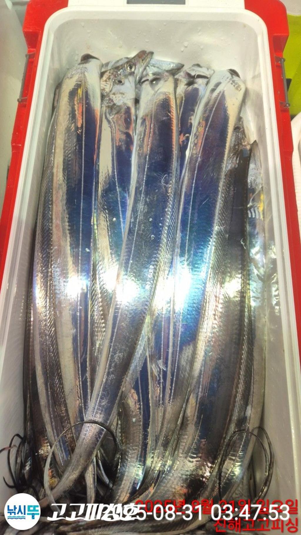 낚시뚜,,속천항(진해),고고피싱호,낚시뚜1