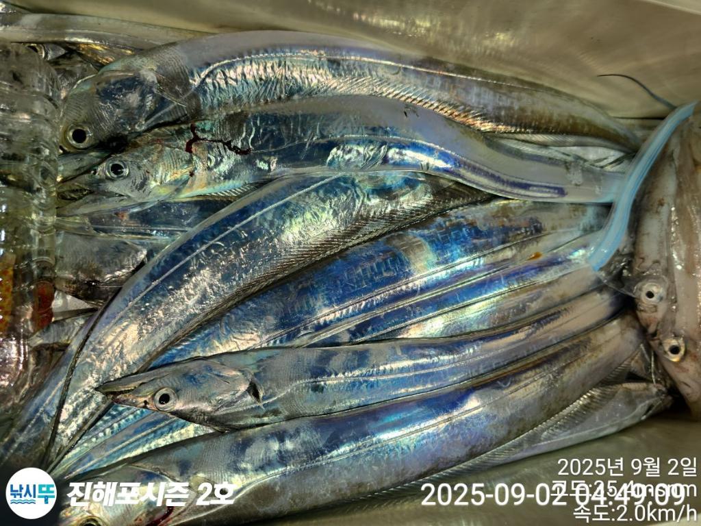 낚시뚜,갈치,돌문어,진해행암항,진해포시즌 2호,낚시뚜4