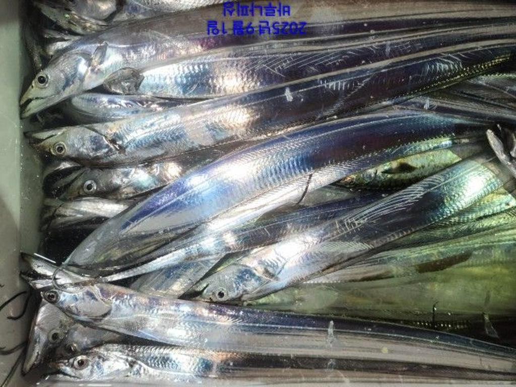 낚시뚜,갈치,속천항(진해),바루나피싱,낚시뚜3