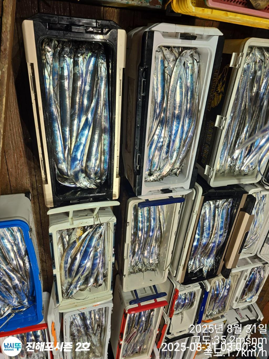 낚시뚜,갈치,진해행암항,진해포시즌 2호,낚시뚜1