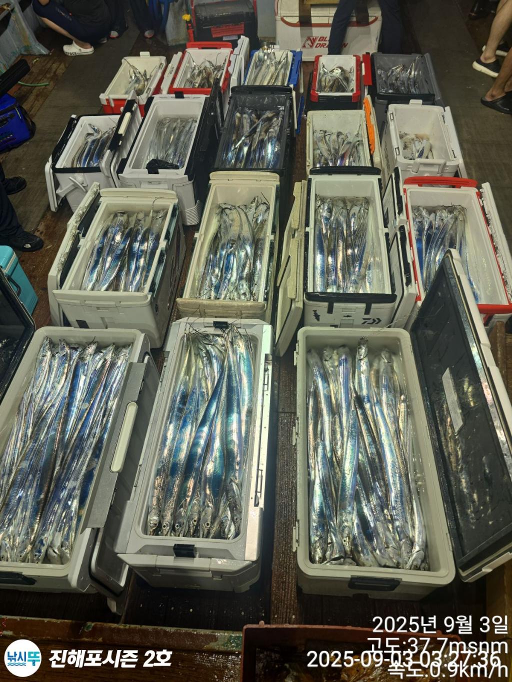 낚시뚜,갈치,진해행암항,진해포시즌 2호,낚시뚜29