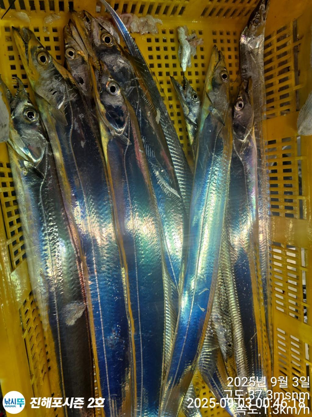 낚시뚜,갈치,진해행암항,진해포시즌 2호,낚시뚜6