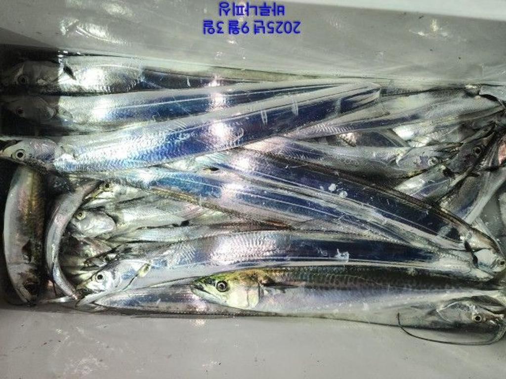 낚시뚜,갈치,속천항(진해),바루나피싱,낚시뚜7