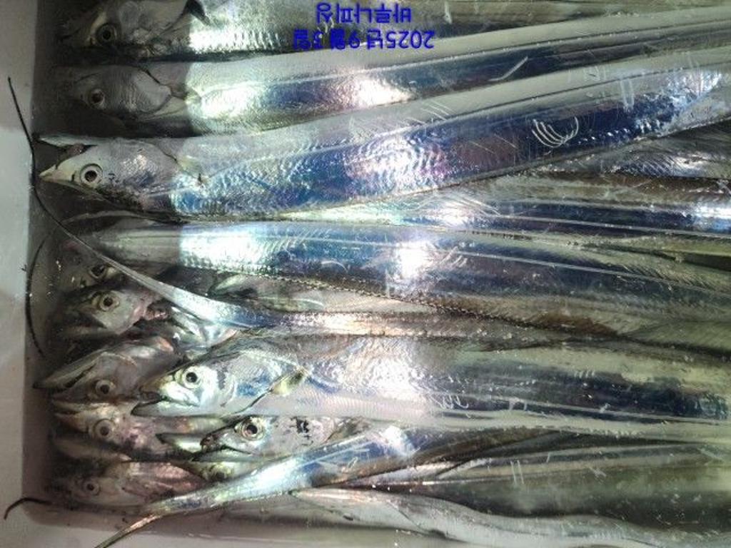낚시뚜,갈치,속천항(진해),바루나피싱,낚시뚜6
