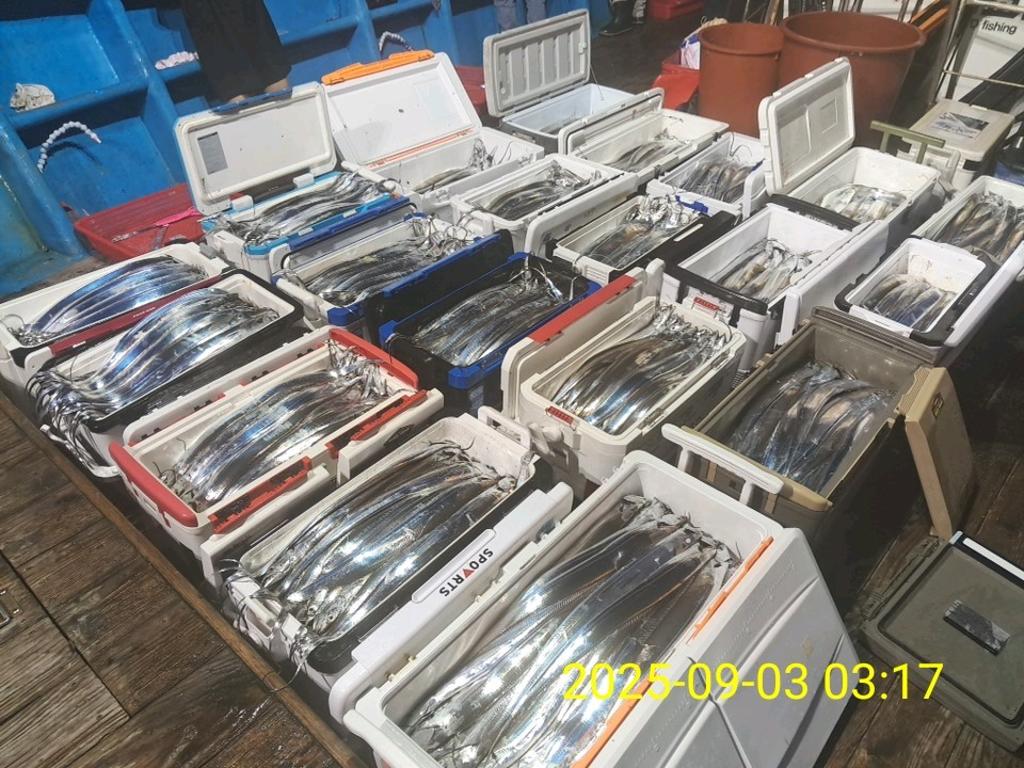 갈치, 삼포대교낚시, 낚시뚜