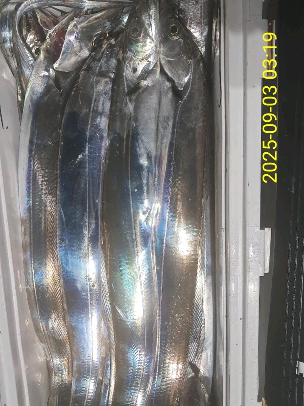 갈치, 삼포대교낚시, 낚시뚜