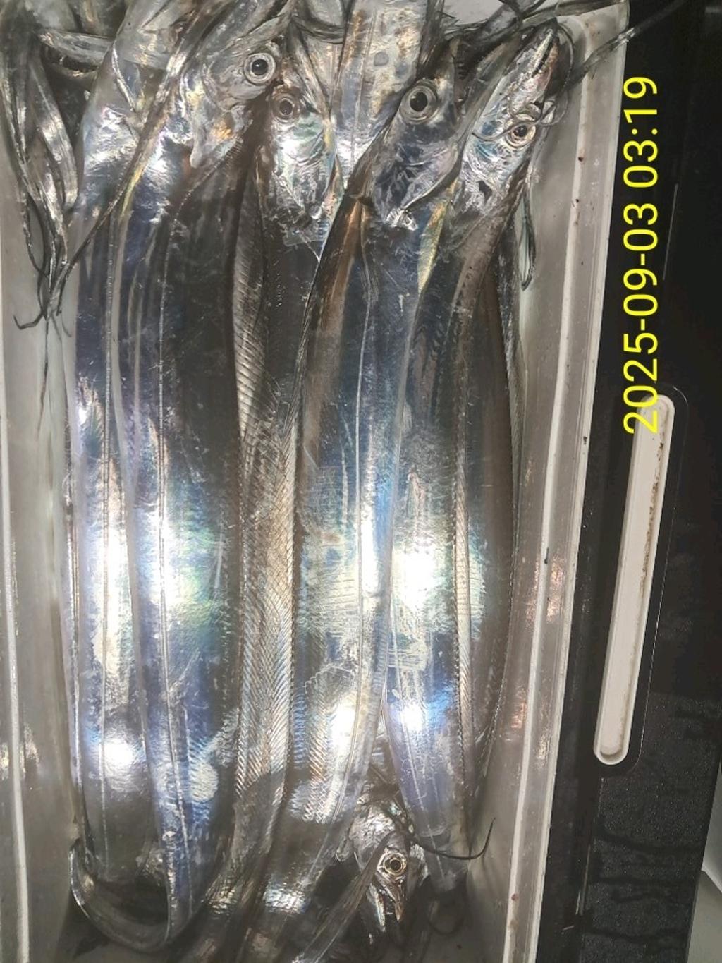 갈치, 삼포대교낚시, 낚시뚜