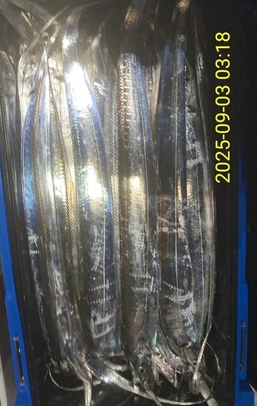 갈치, 삼포대교낚시, 낚시뚜