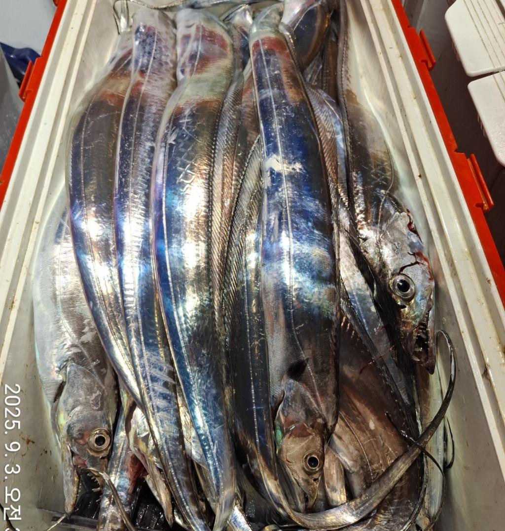 갈치, 삼포대교낚시, 낚시뚜