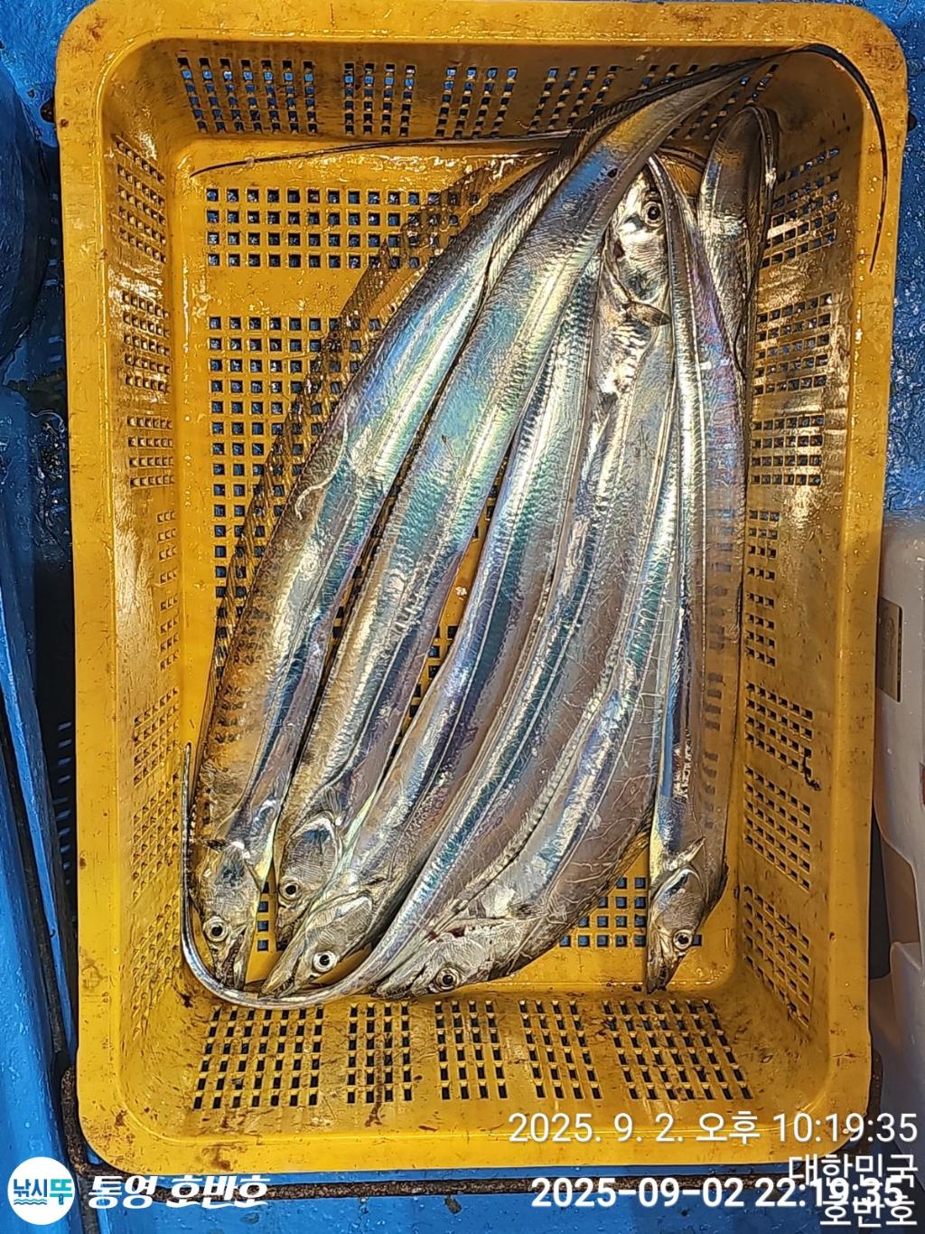 낚시뚜,갈치,통영 신전항,통영호반호,낚시뚜49