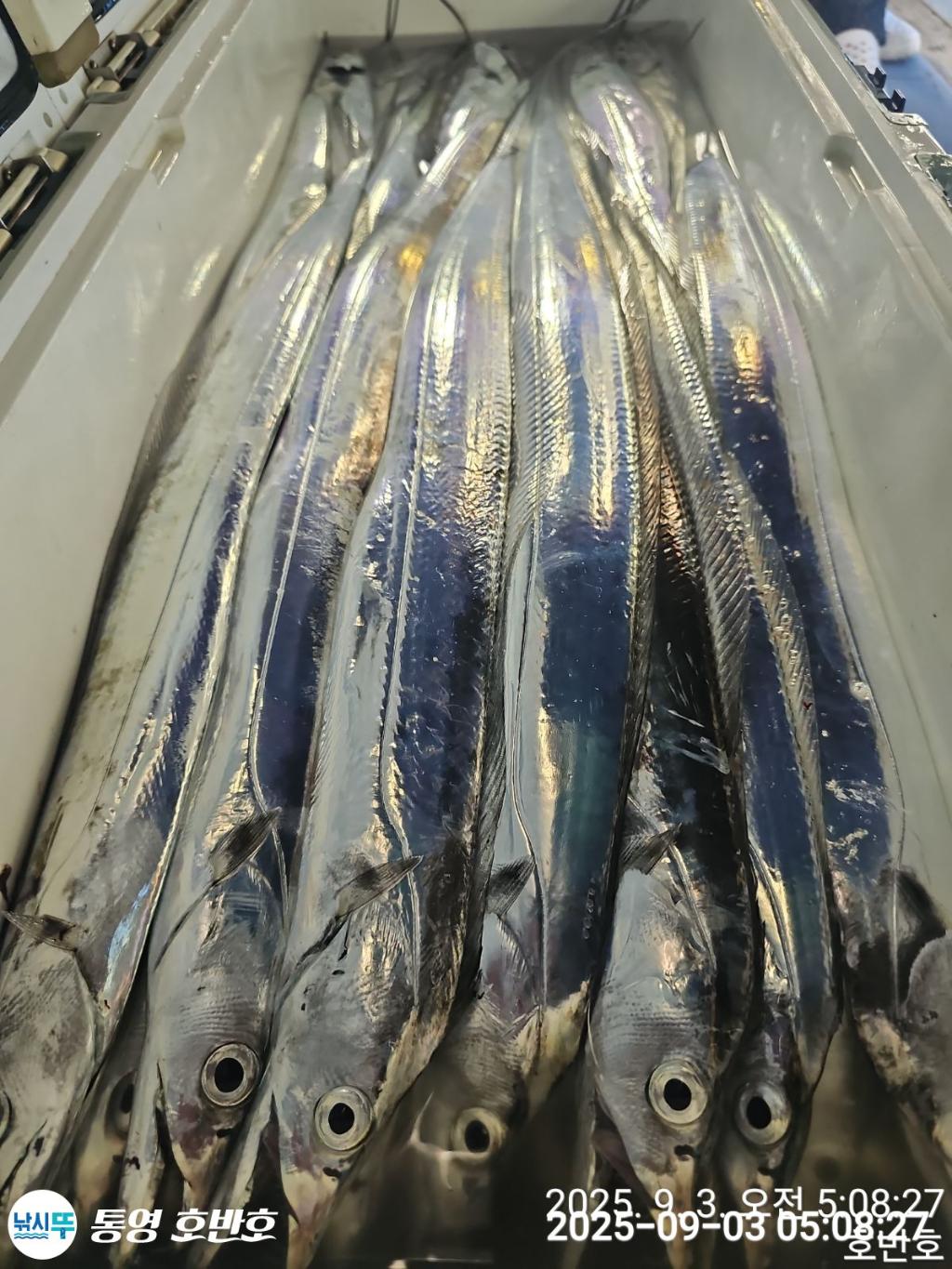 낚시뚜,갈치,통영 신전항,통영호반호,낚시뚜48