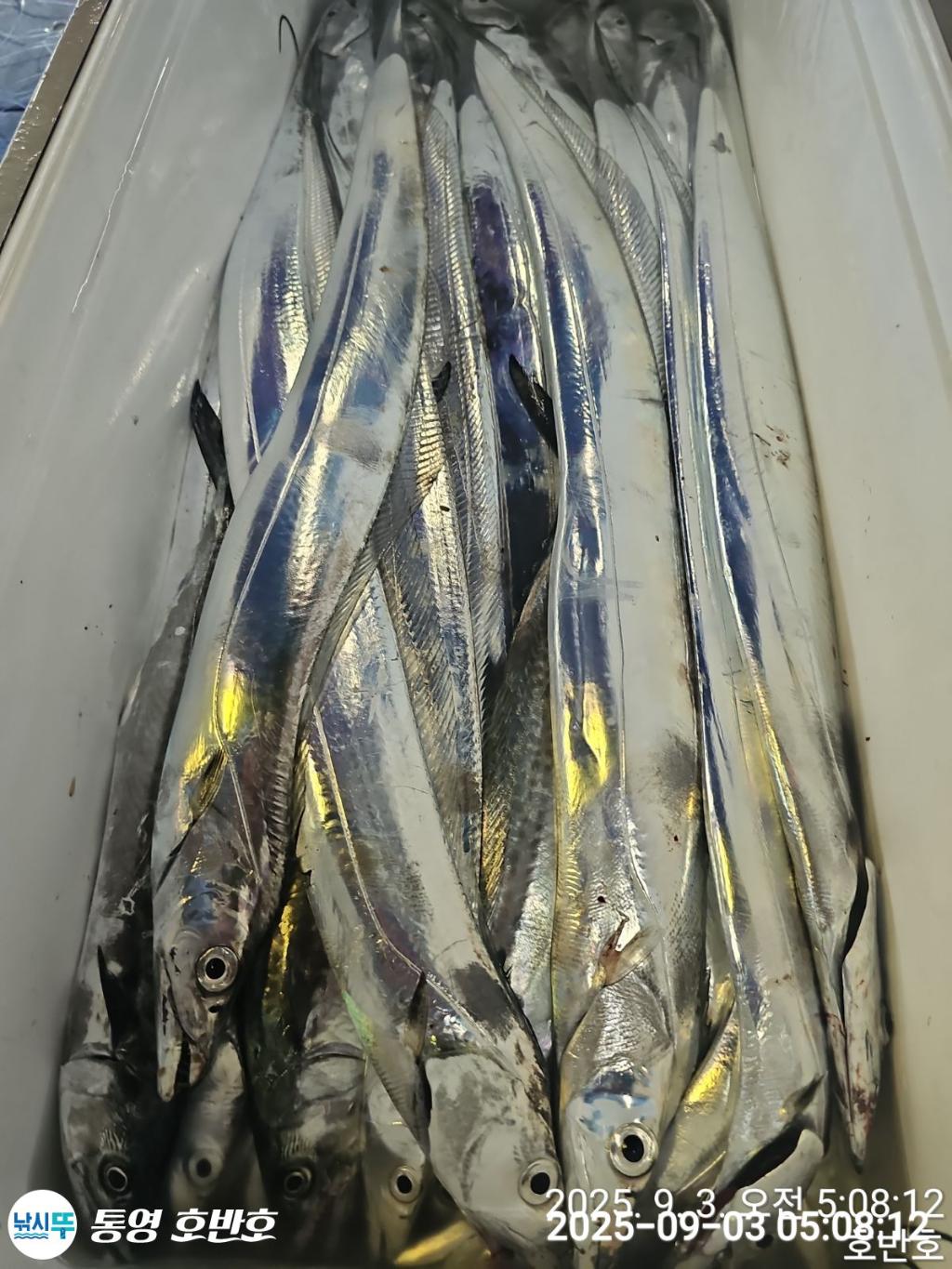 낚시뚜,갈치,통영 신전항,통영호반호,낚시뚜47