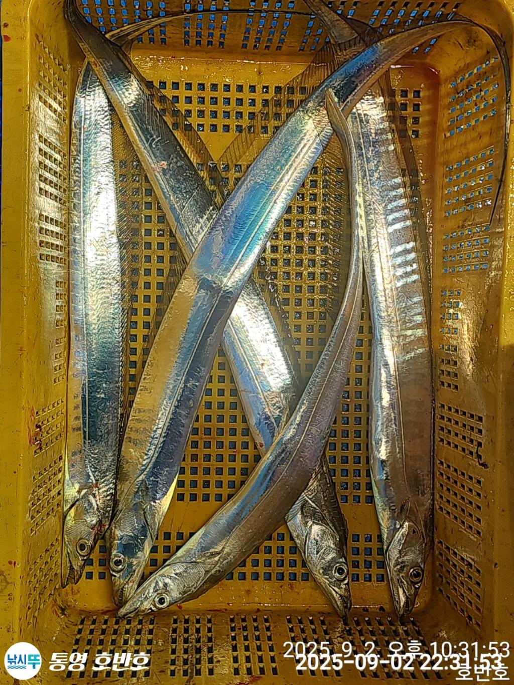 낚시뚜,갈치,통영 신전항,통영호반호,낚시뚜40
