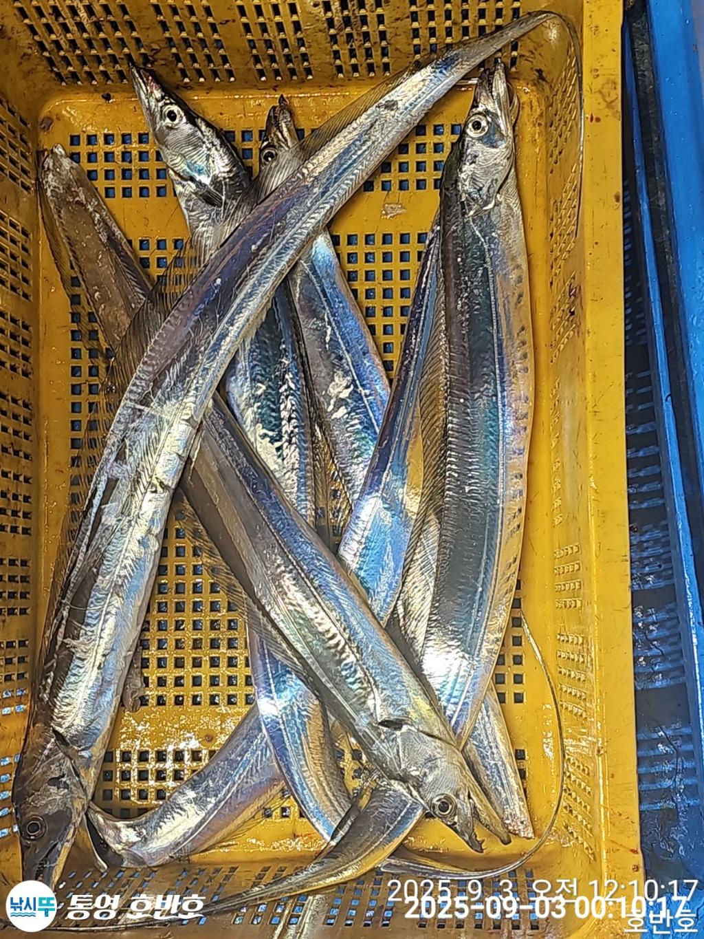 낚시뚜,갈치,통영 신전항,통영호반호,낚시뚜35