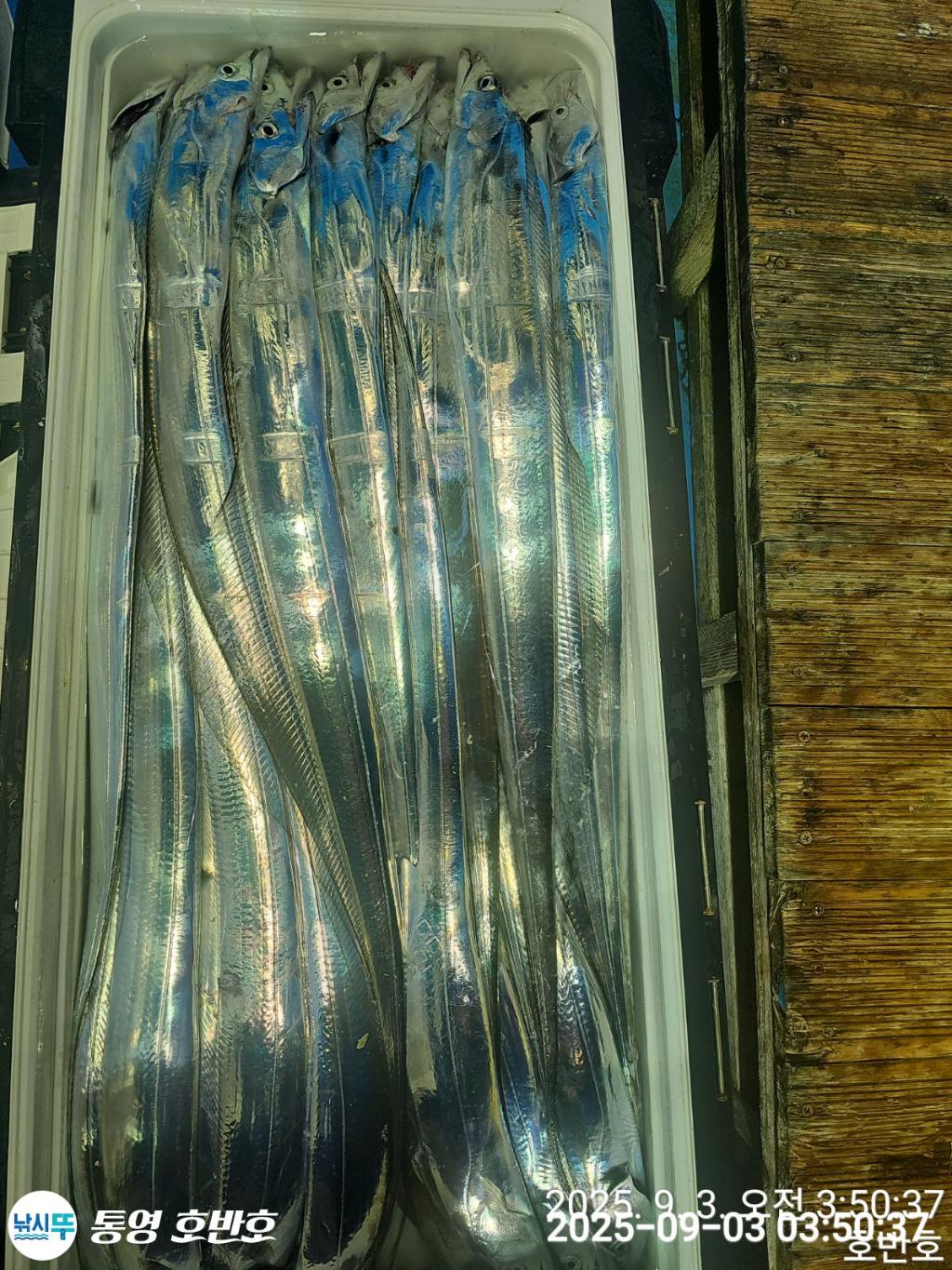 낚시뚜,갈치,통영 신전항,통영호반호,낚시뚜31