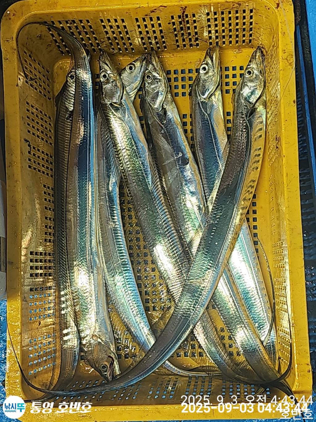 낚시뚜,갈치,통영 신전항,통영호반호,낚시뚜30