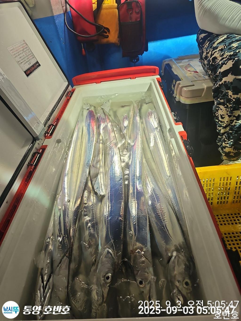 낚시뚜,갈치,통영 신전항,통영호반호,낚시뚜16
