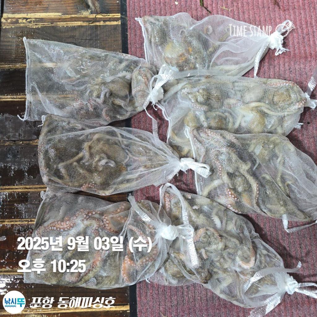 낚시뚜,돌문어,포항(운하관),포항 동해피싱호,낚시뚜7