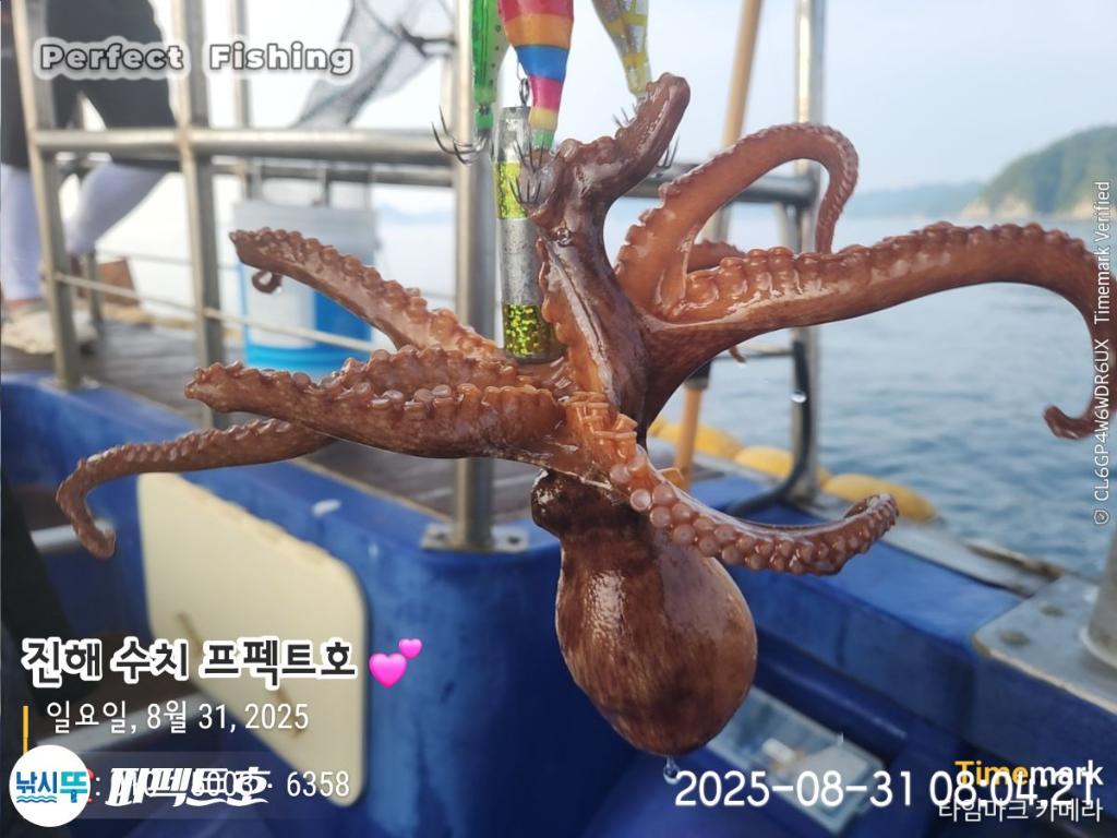돌문어, 퍼펙트호, 낚시뚜