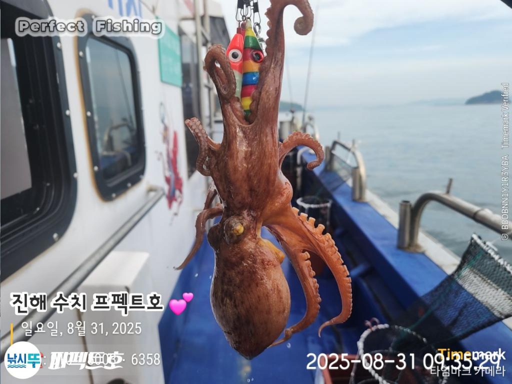 돌문어, 퍼펙트호, 낚시뚜