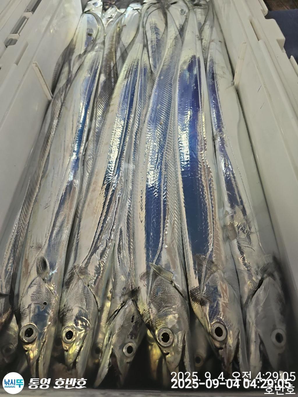 낚시뚜,갈치,통영 신전항,통영호반호,낚시뚜47