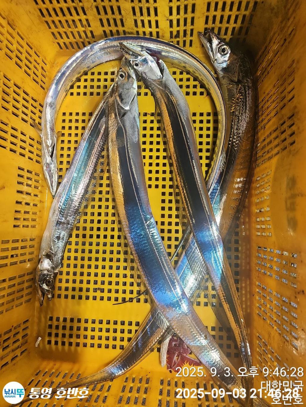 낚시뚜,갈치,통영 신전항,통영호반호,낚시뚜45