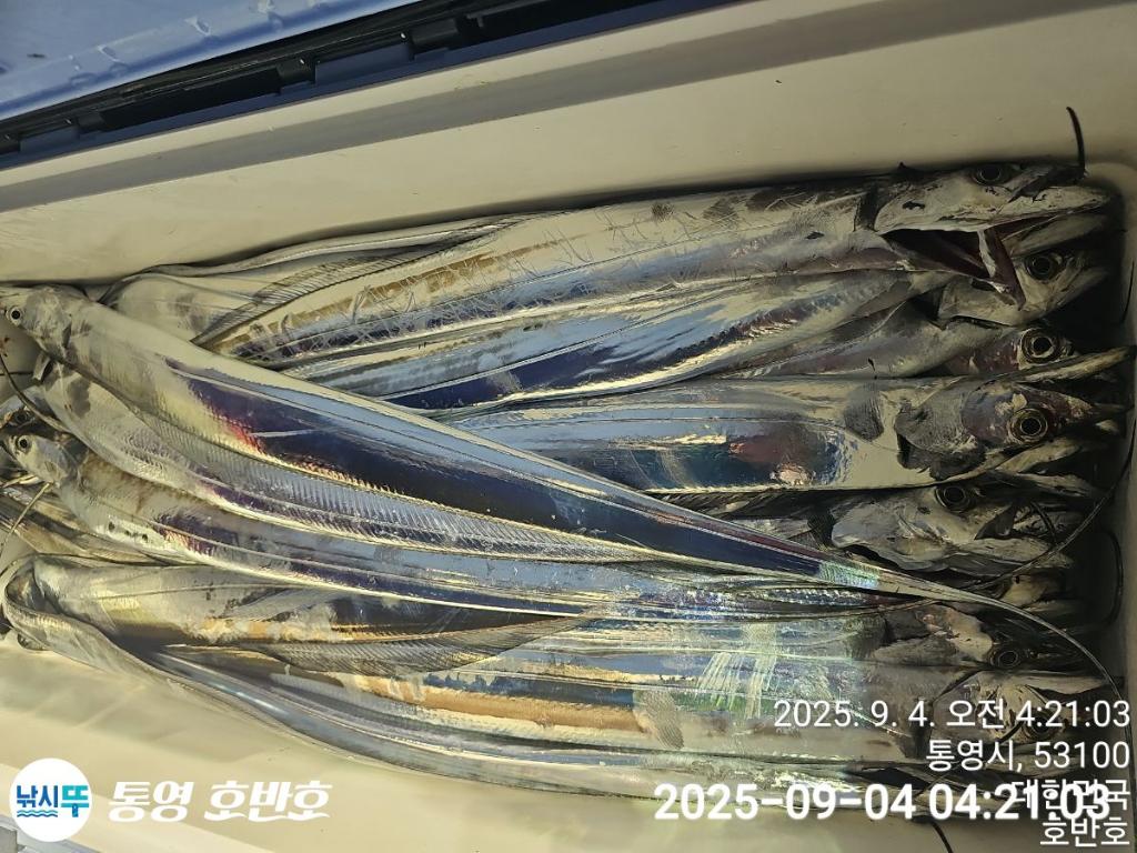 낚시뚜,갈치,통영 신전항,통영호반호,낚시뚜41