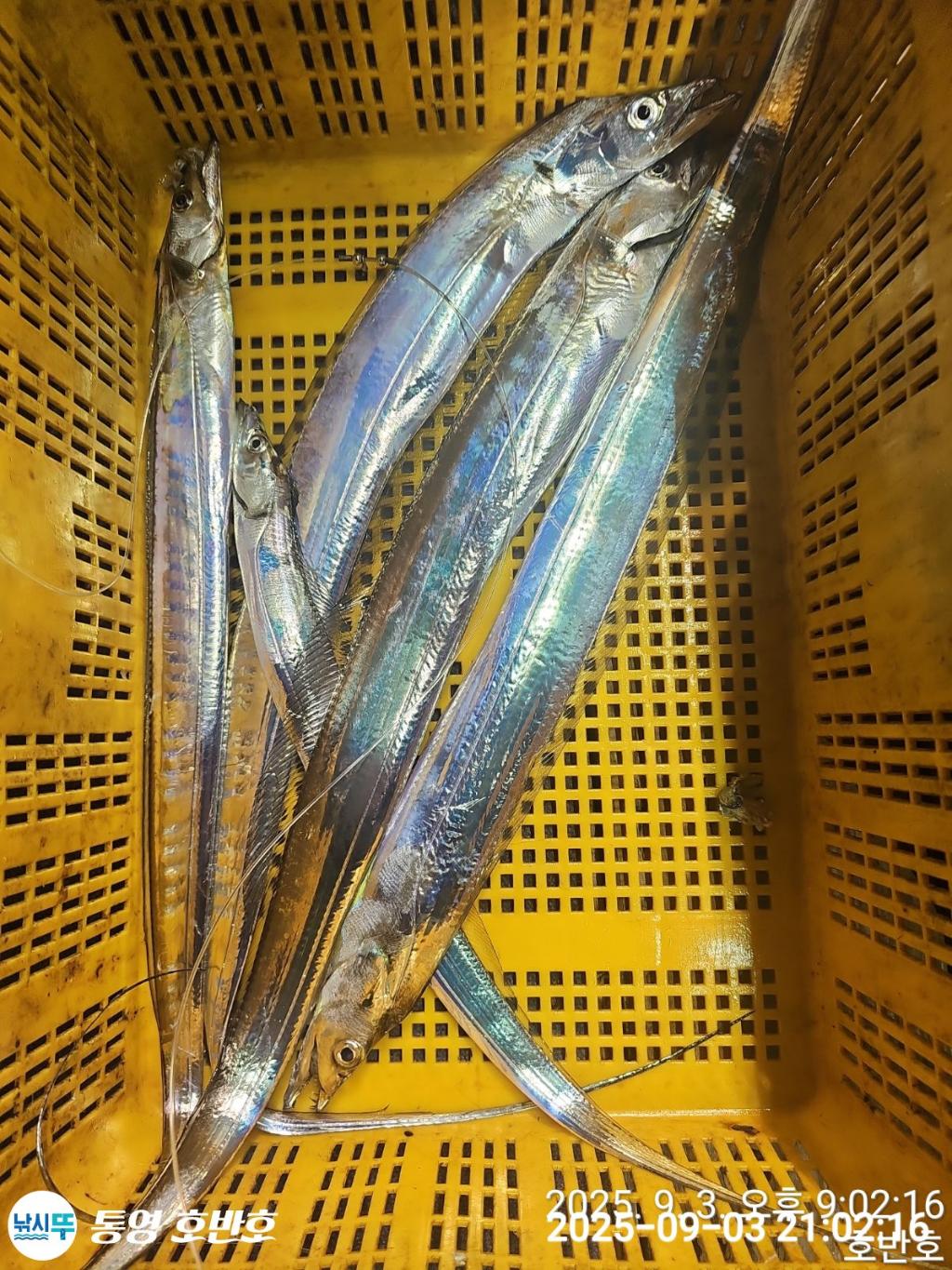낚시뚜,갈치,통영 신전항,통영호반호,낚시뚜37