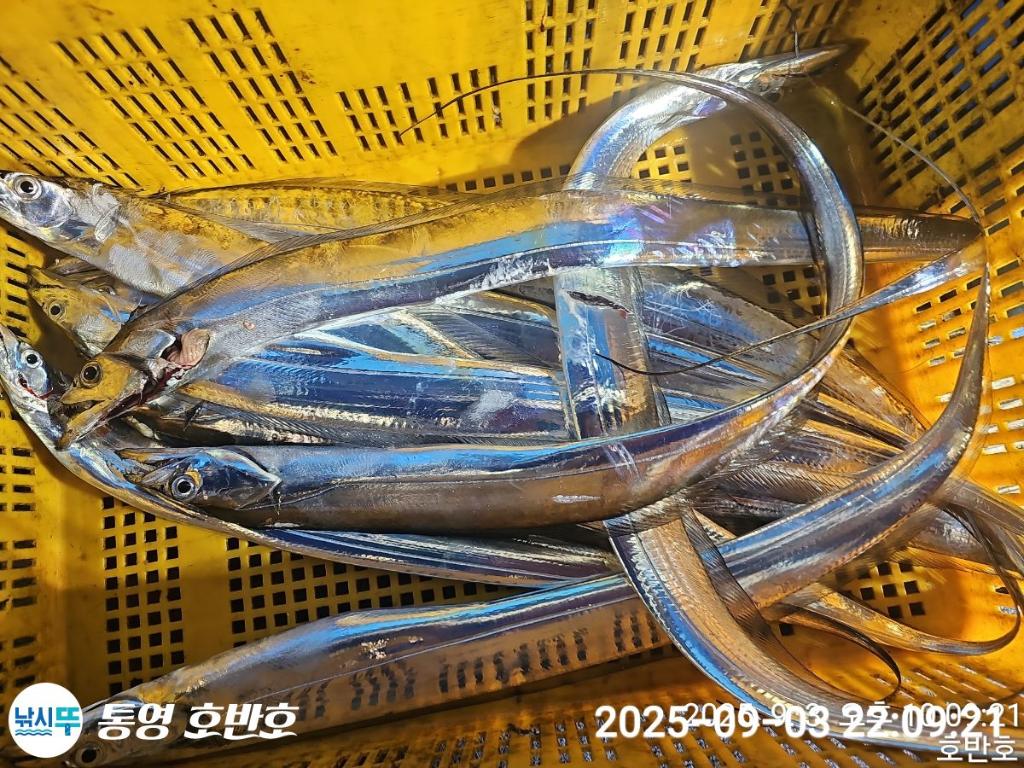 낚시뚜,갈치,통영 신전항,통영호반호,낚시뚜36