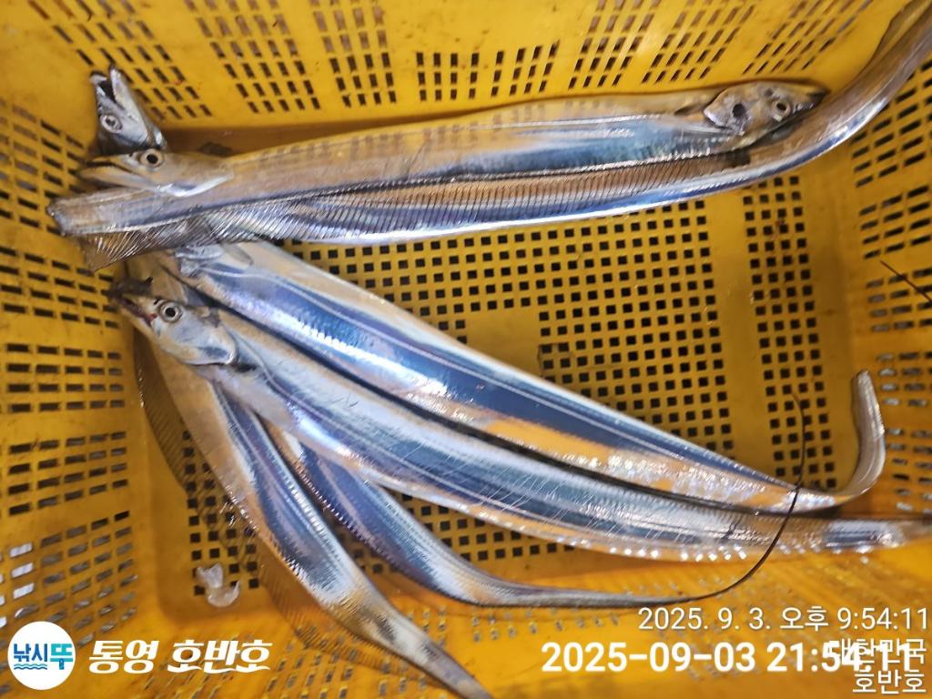 낚시뚜,갈치,통영 신전항,통영호반호,낚시뚜33