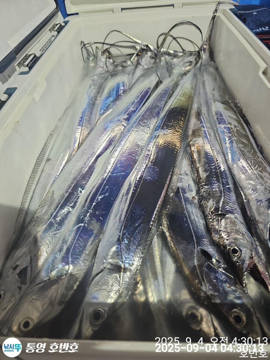 낚시뚜,갈치,통영 신전항,통영호반호,낚시뚜28
