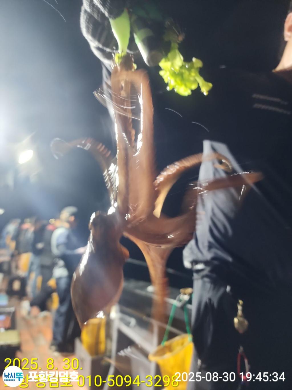낚시뚜,돌문어,영일만항,포항 킹덤호,낚시뚜15