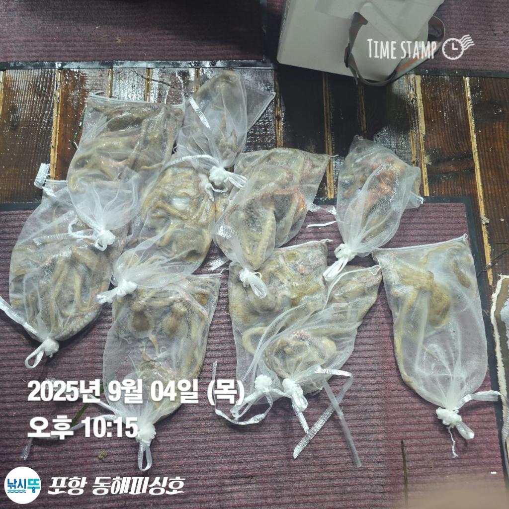 낚시뚜,돌문어,포항(운하관),포항 동해피싱호,낚시뚜10