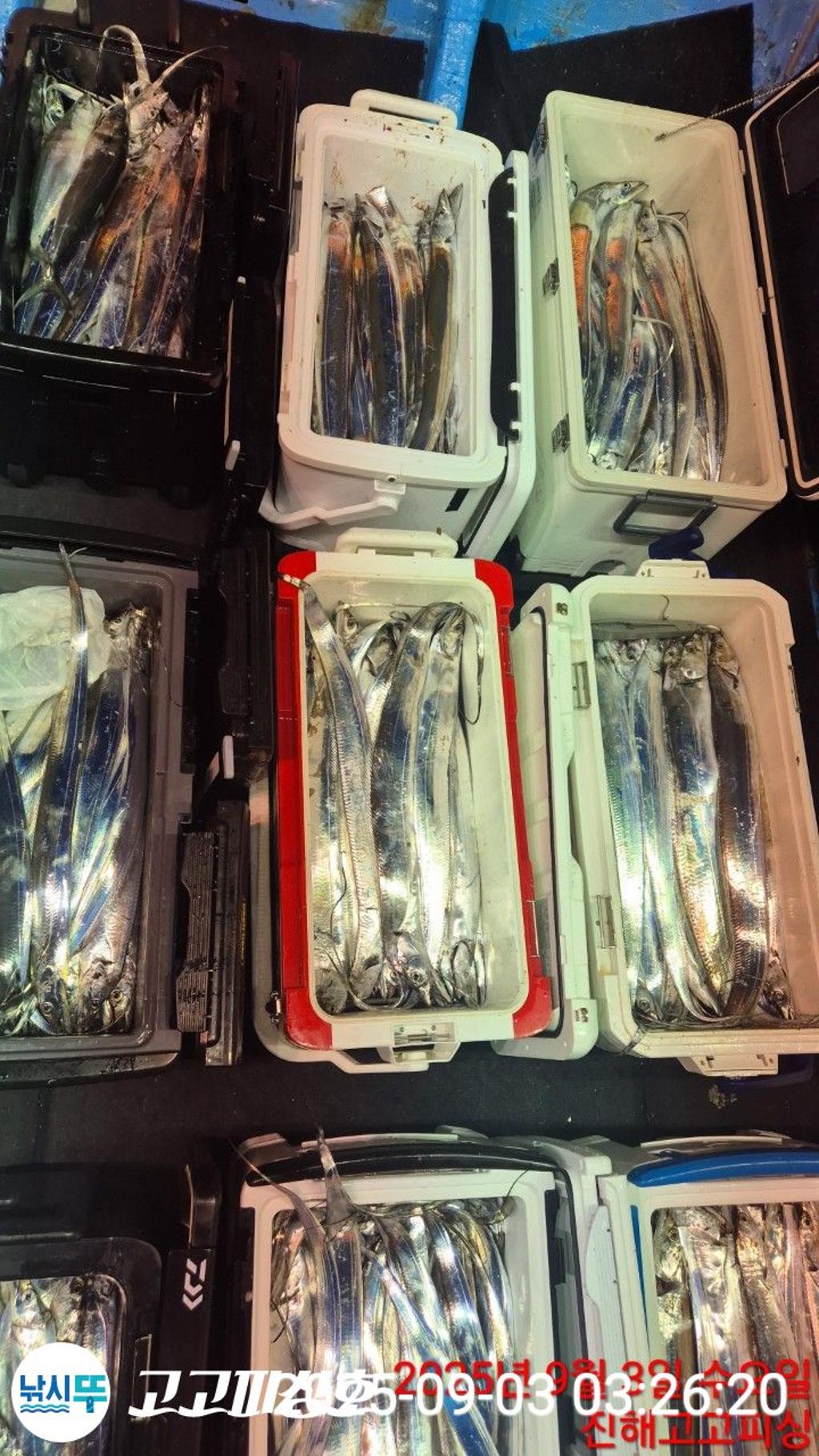 낚시뚜,,속천항(진해),고고피싱호,낚시뚜21