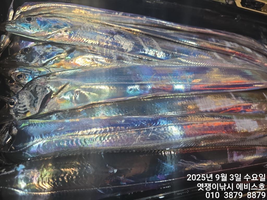 낚시뚜,갈치,삼포항,엿쟁이낚시,낚시뚜11