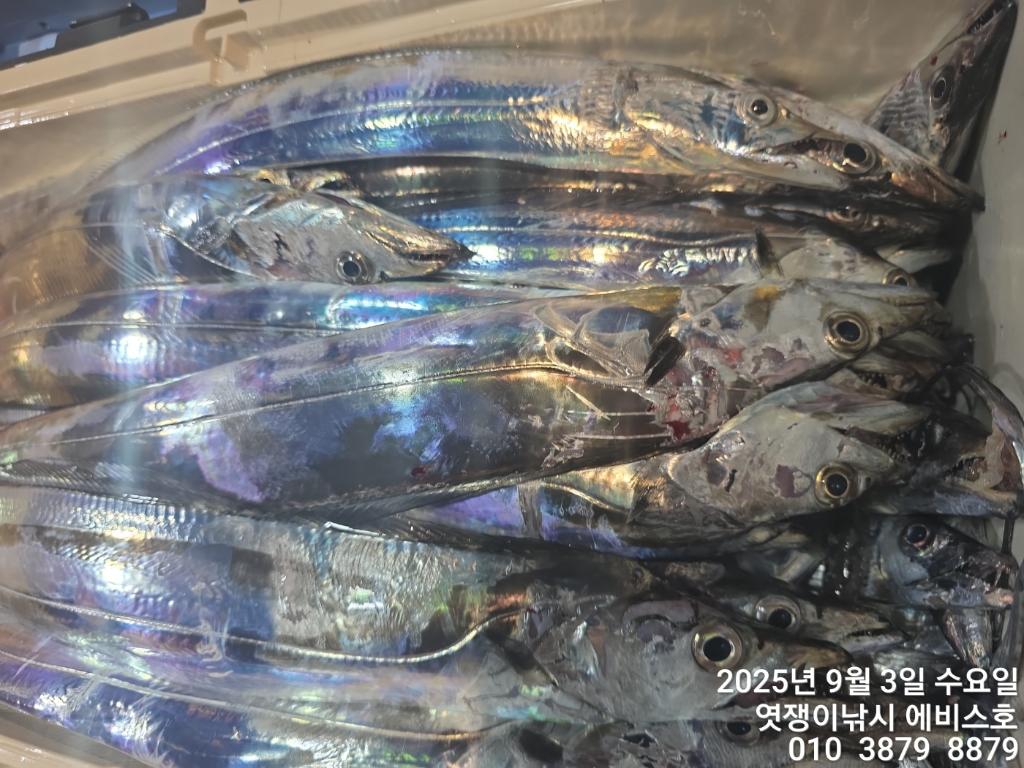 낚시뚜,갈치,삼포항,엿쟁이낚시,낚시뚜16