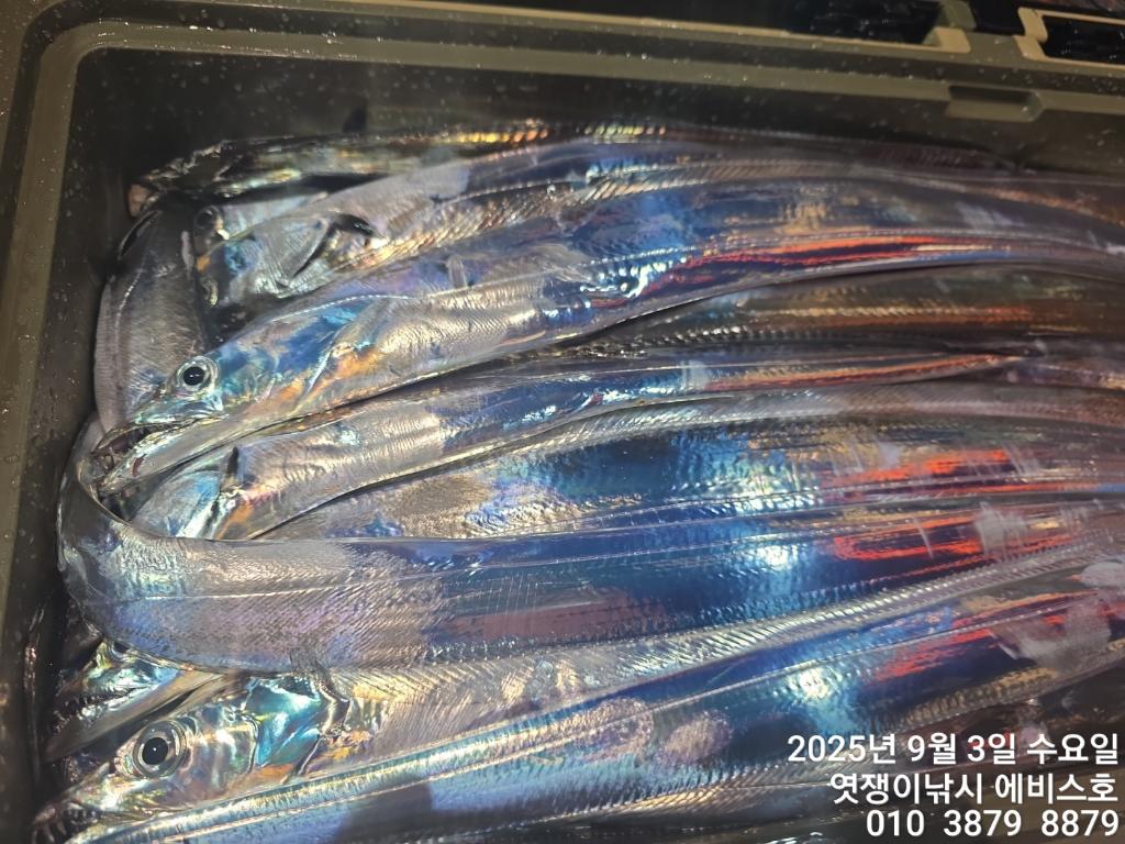 낚시뚜,갈치,삼포항,엿쟁이낚시,낚시뚜19