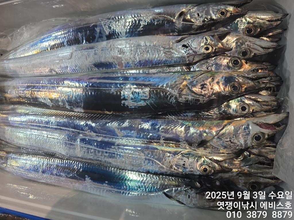 낚시뚜,갈치,삼포항,엿쟁이낚시,낚시뚜21