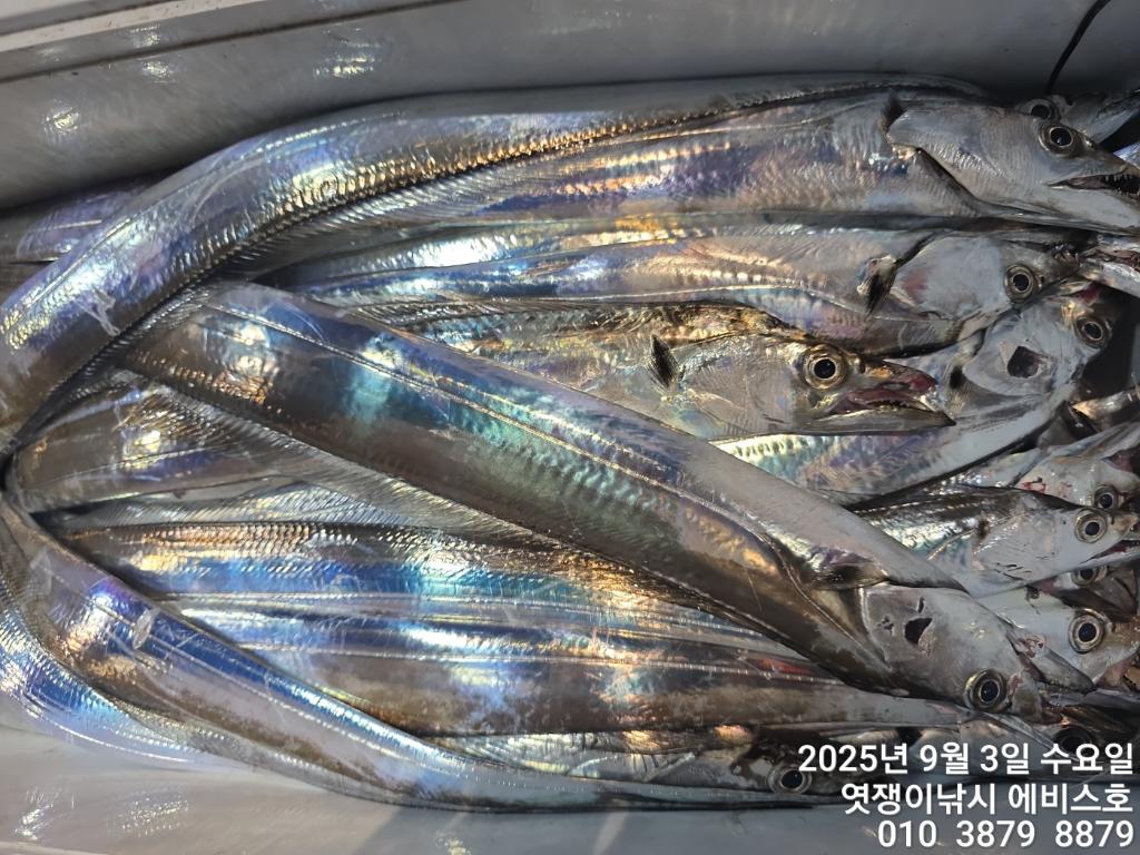 낚시뚜,갈치,삼포항,엿쟁이낚시,낚시뚜22