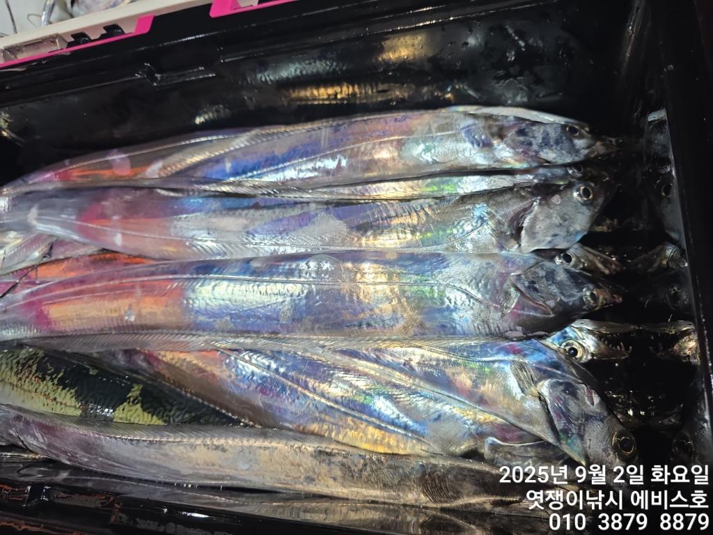 낚시뚜,갈치,삼포항,엿쟁이낚시,낚시뚜36