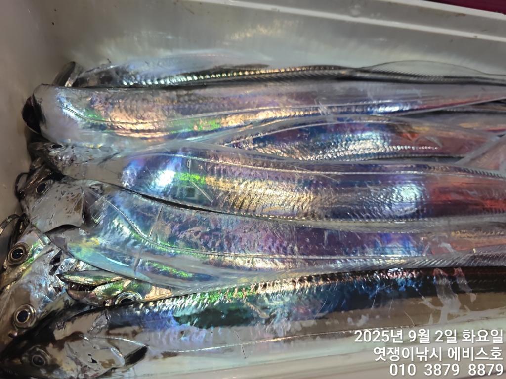 낚시뚜,갈치,삼포항,엿쟁이낚시,낚시뚜40