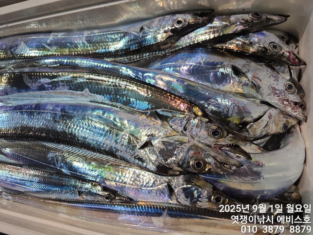 낚시뚜,갈치,삼포항,엿쟁이낚시,낚시뚜59